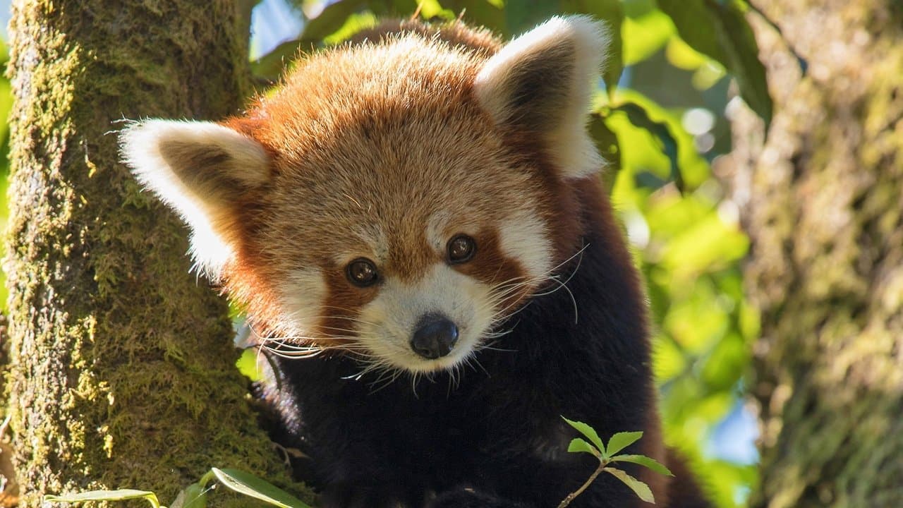 Red Panda: World's Cutest Animal backdrop